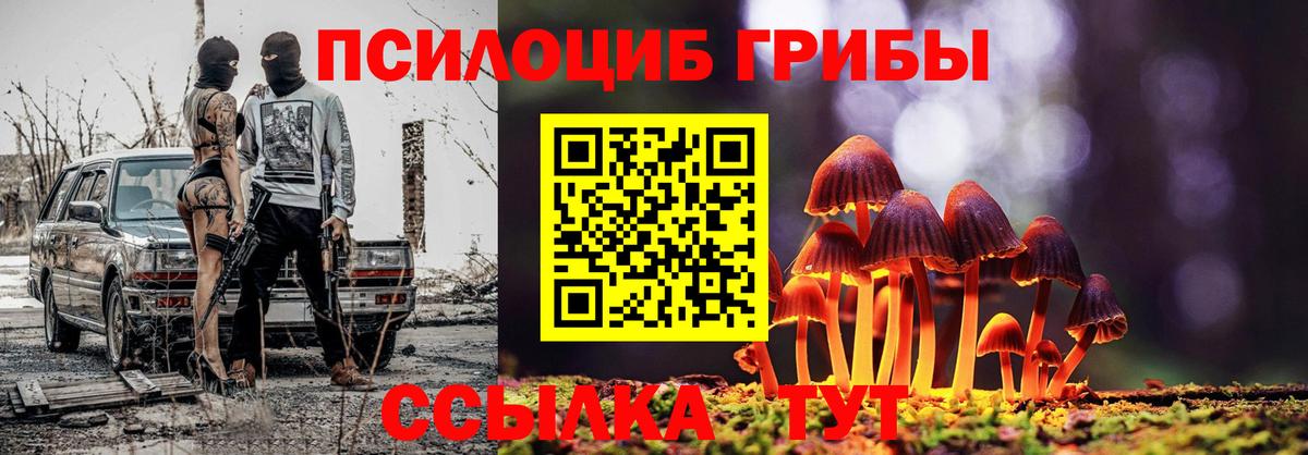 Псилоцибиновые грибы Psilocybe Фрязино